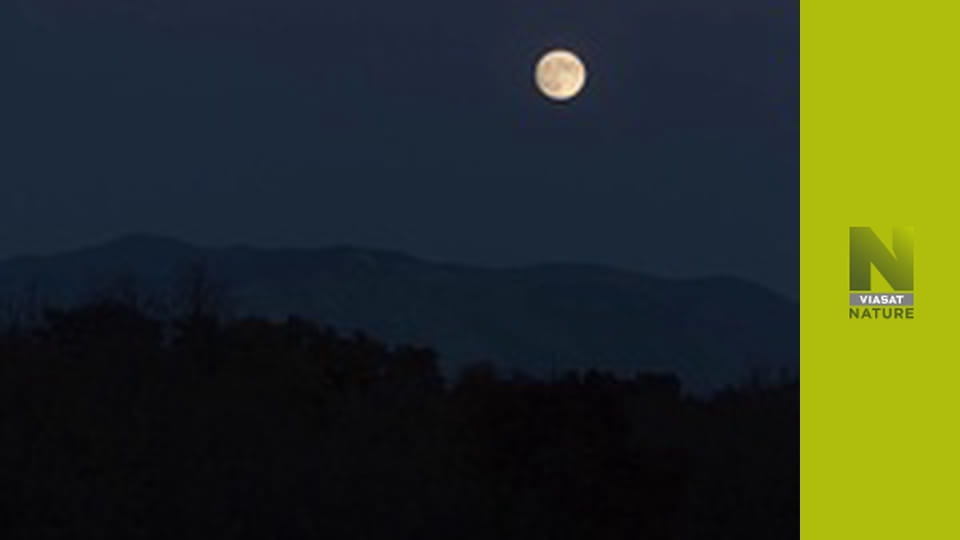 Дика природа Європи S2E2 - Шакал звичайний