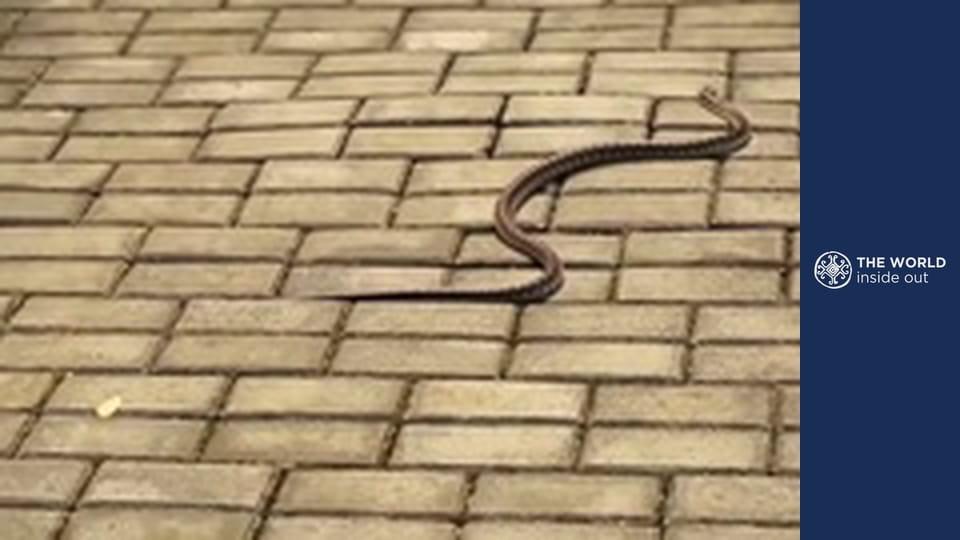 The Panda: China’s greatest treasure. Life in a mountain village. China.