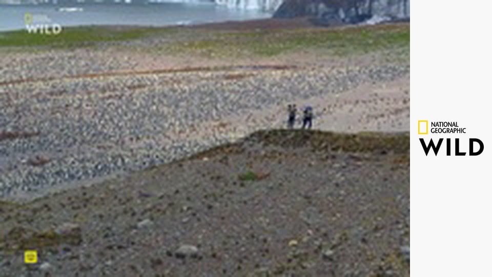 Полярные миры с Берти Грегори Мэшап