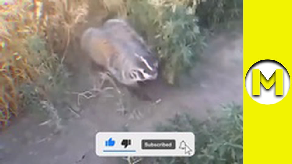 Max TV - сезон 1 - серія 56