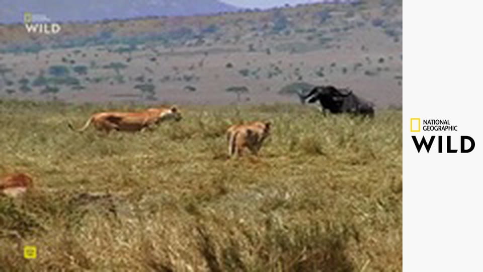 Кошачьи приемы