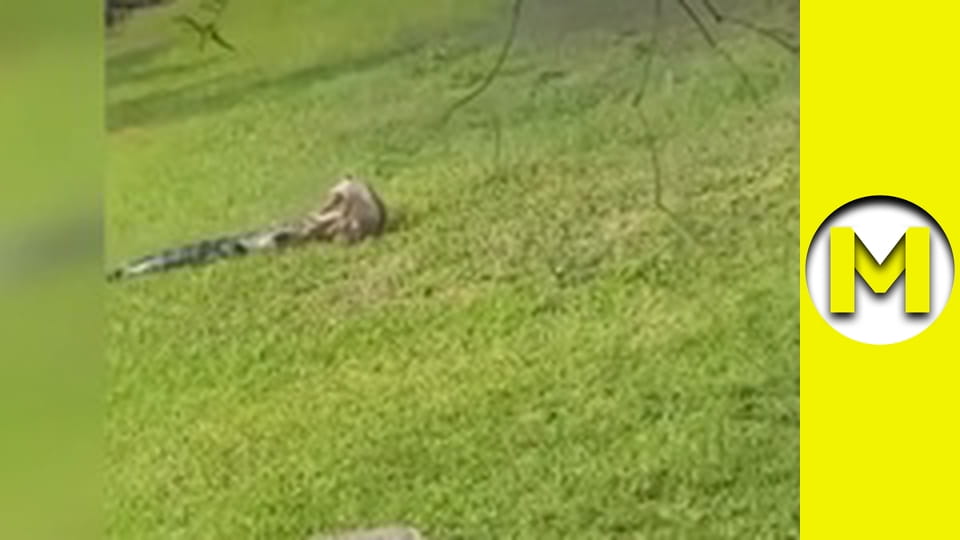 Max TV - сезон 1 - серія 129