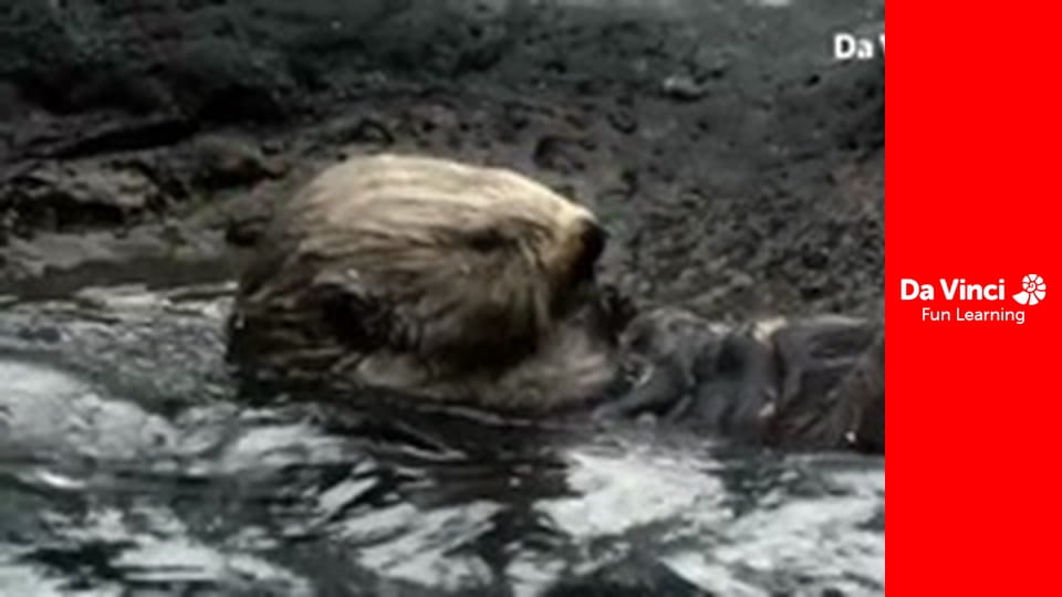 Дослідження: «Дивовижна планета» - Прихована природа