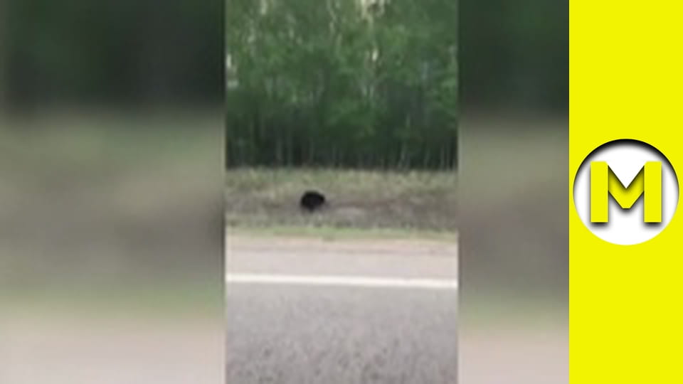 Max TV - сезон 1 - серія 152