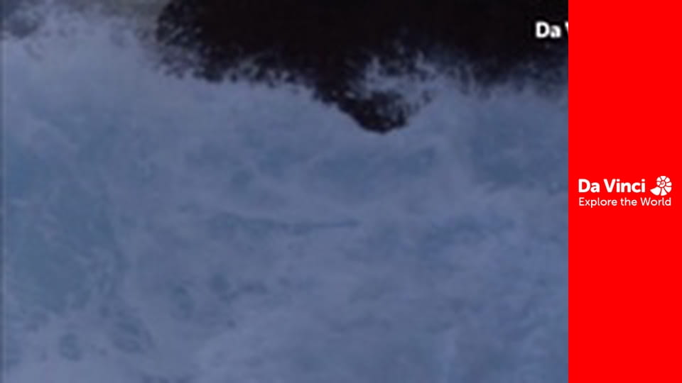 Animal Anarchists - The Nazca Booby Bad Big Brother