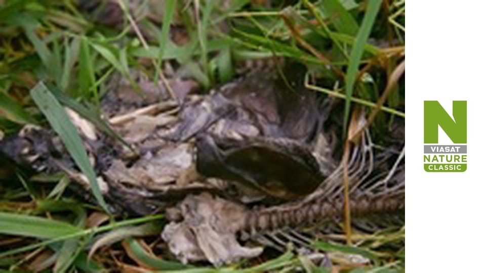 Дикий світ з Патріком Арʼє Сезон 1 Епізод 2