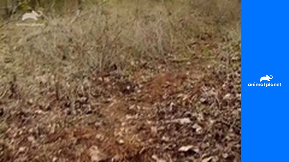 Монстры Аляски S1E2 - Саблезубый волк