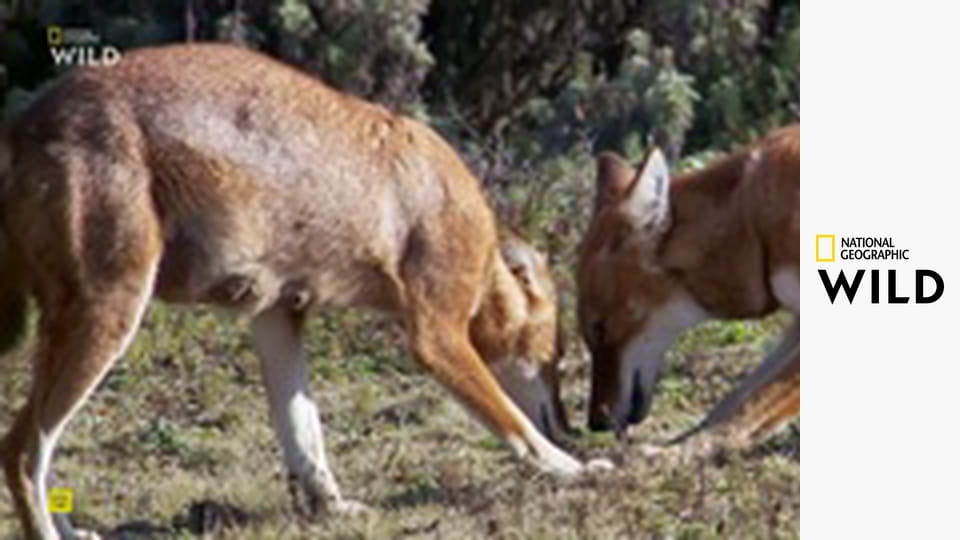 Скрытые чудеса Африки S1E2 - Эфиопия