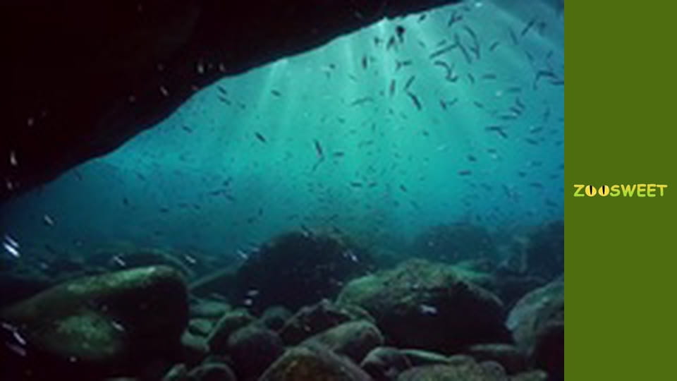 Знайомство з дикою природою, Випуск 14