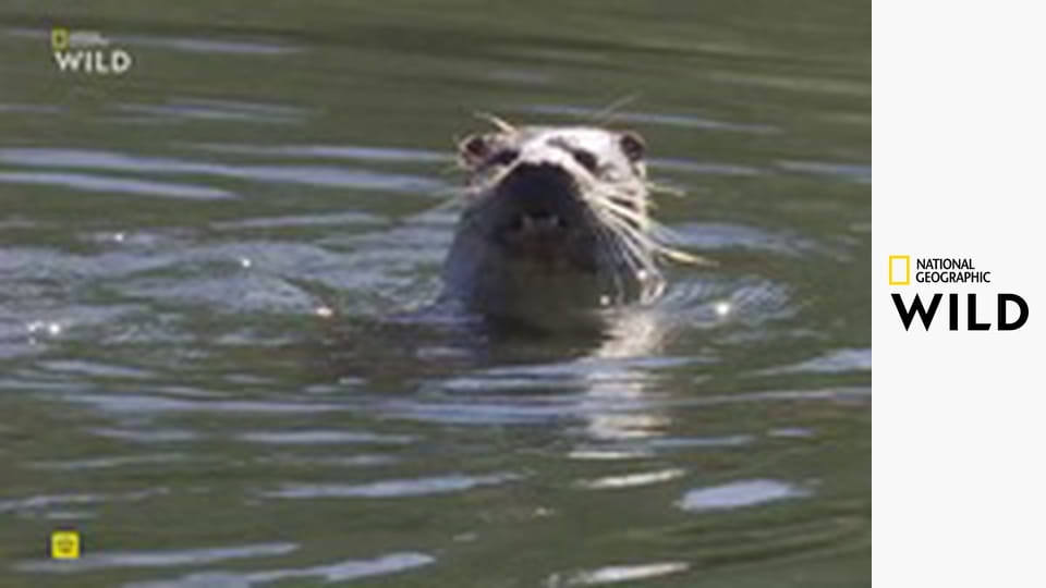 В мире дельфинов с Берти Грегори