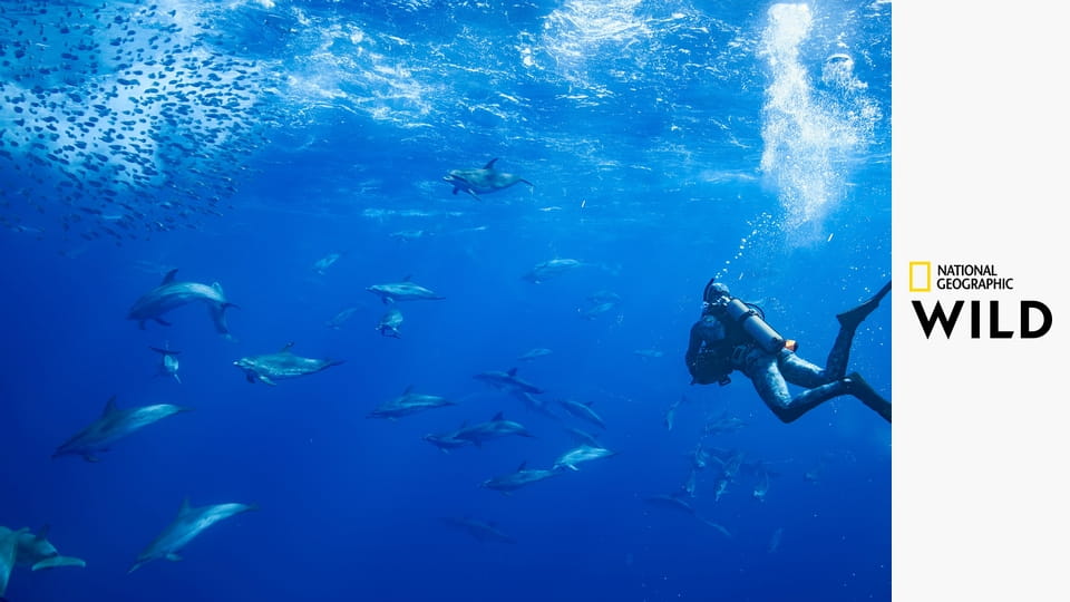 В мире дельфинов с Берти Грегори
