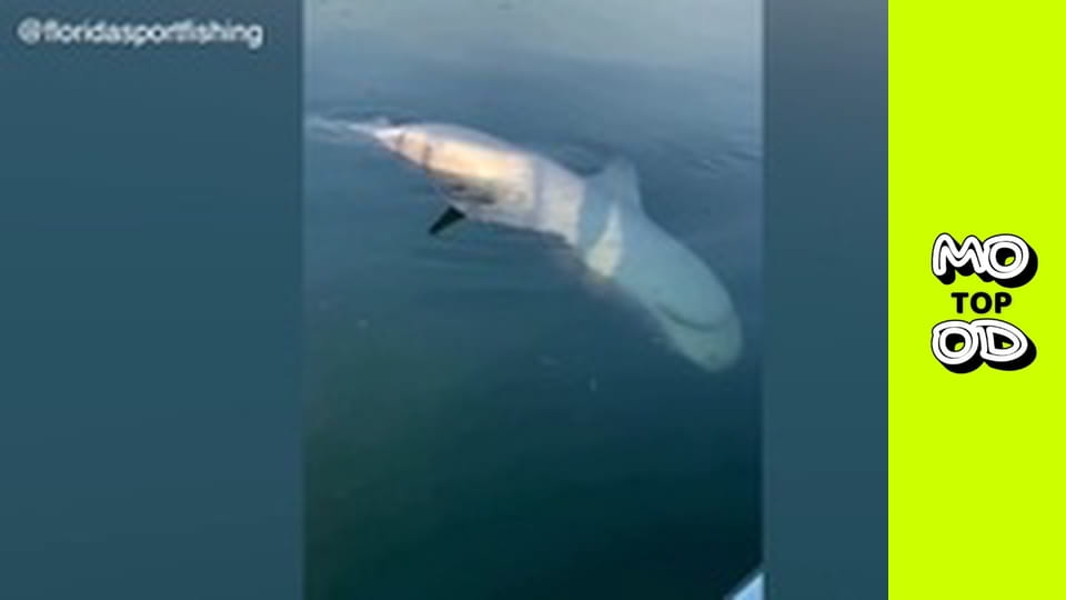 TopMood - Випуск 68