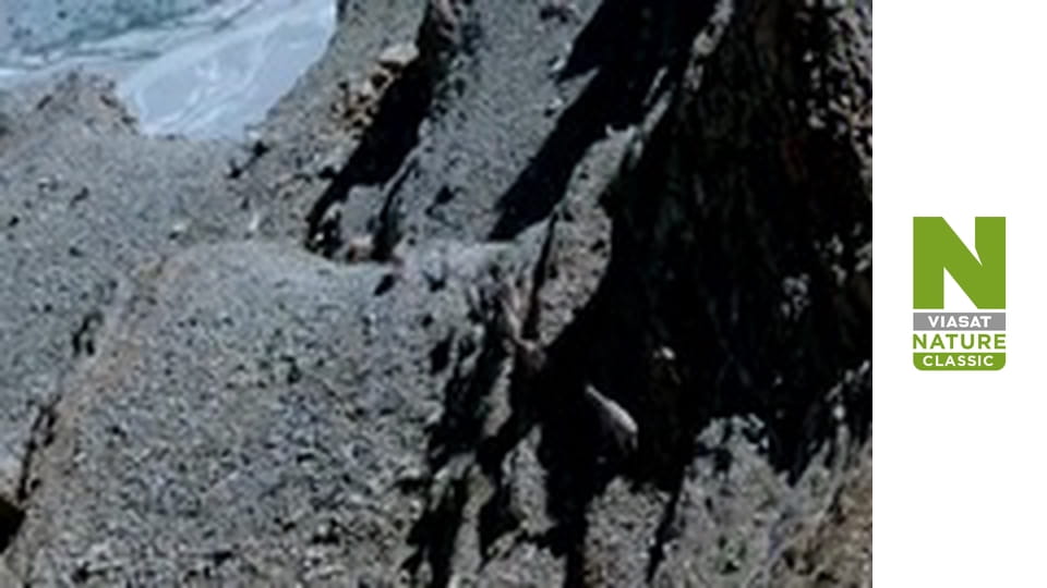 In Search of Snow Leopards: Chasing Shadows - Episode 2