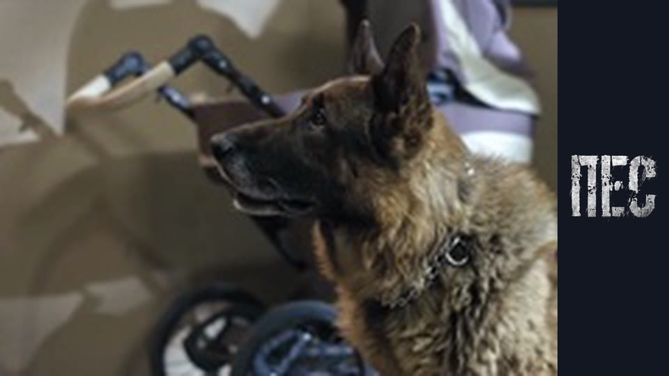 Пес, Сезон 6, Серія 7