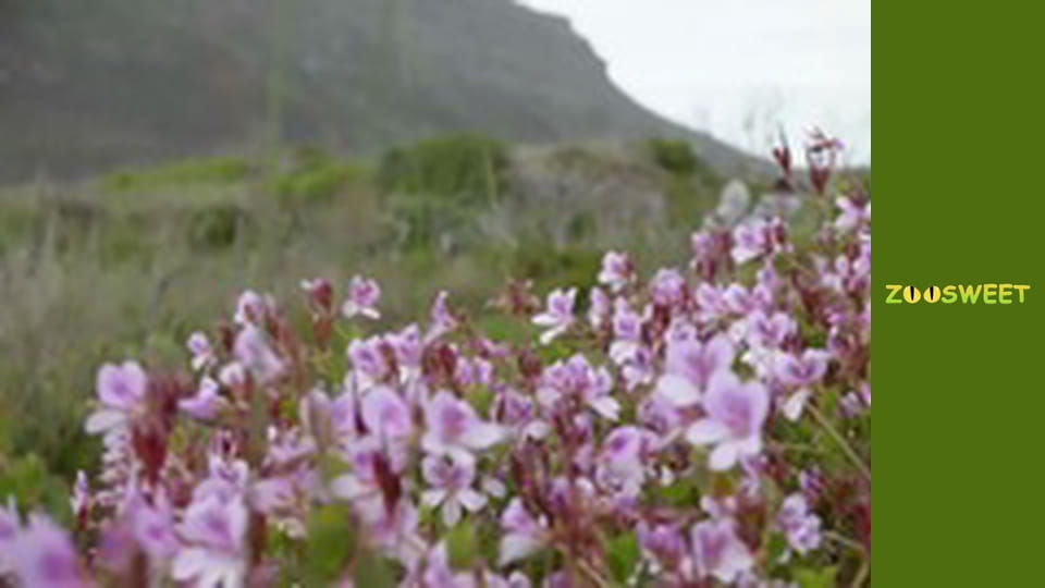 Сіяйа, Сезон 3, Випуск 4