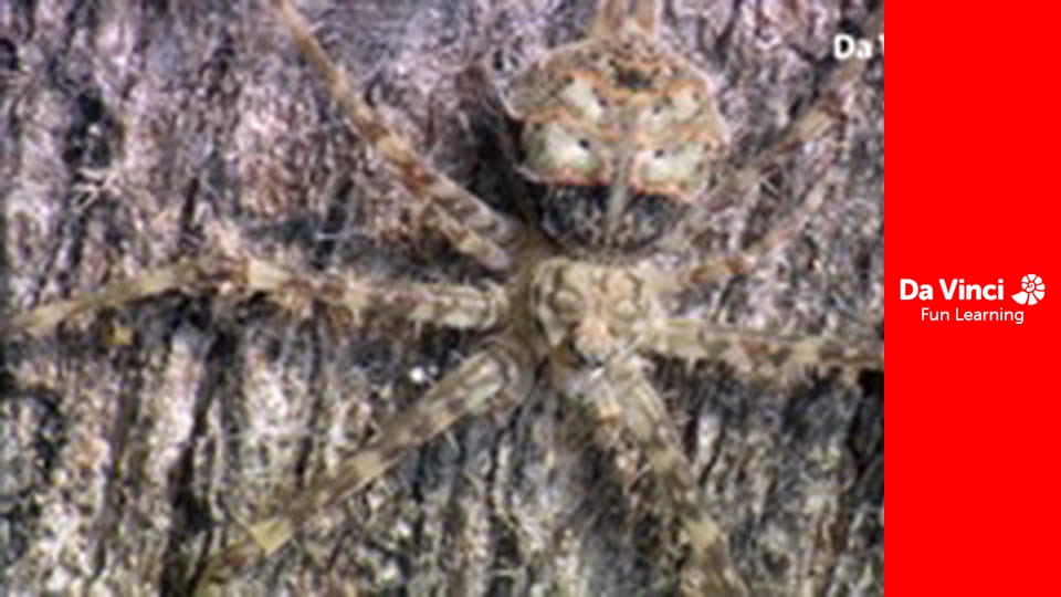 Знать всё - Как у леопарда появились пятна?