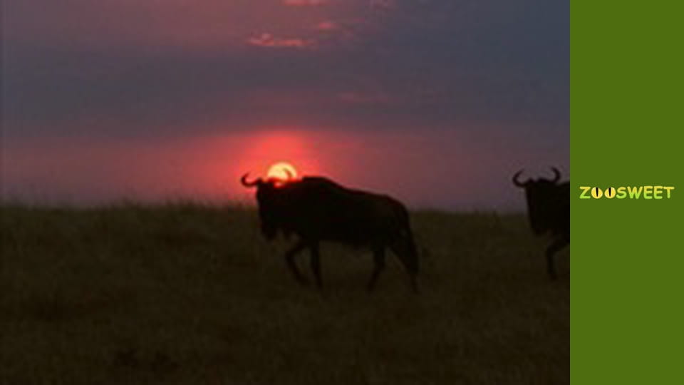 Дикі тварини - серія 13