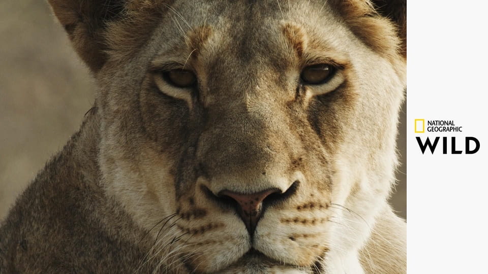 Малика, королева львов S1E1 - Любой ценой