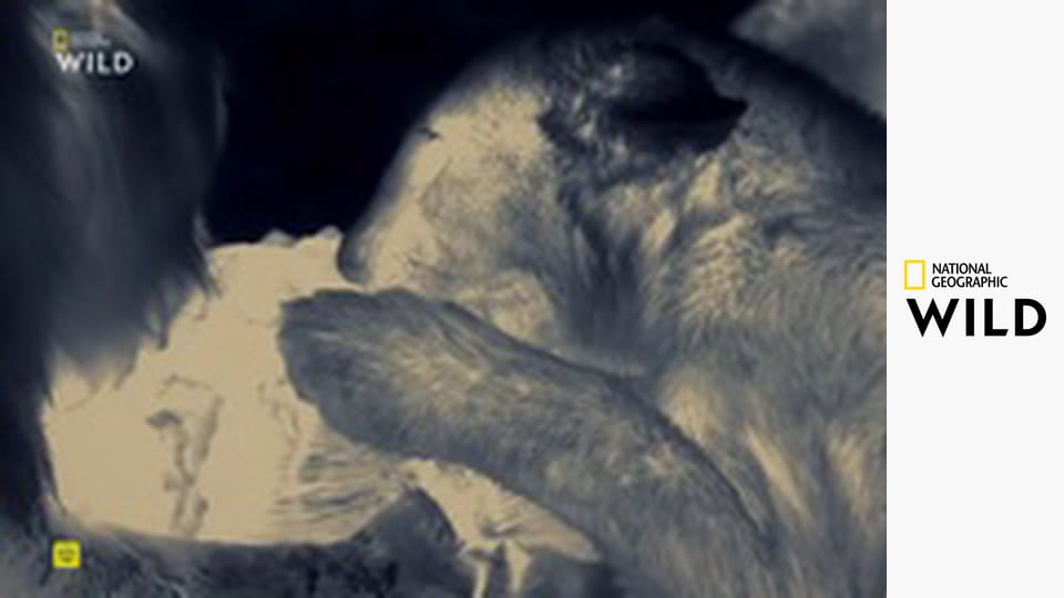 Малика, королева львов S1E1 - Любой ценой