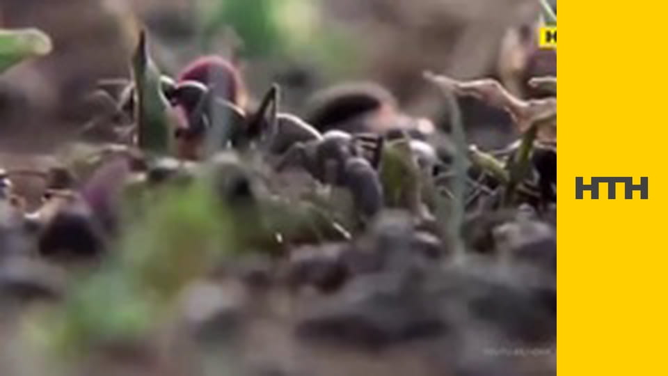 "Випадковий свідок".