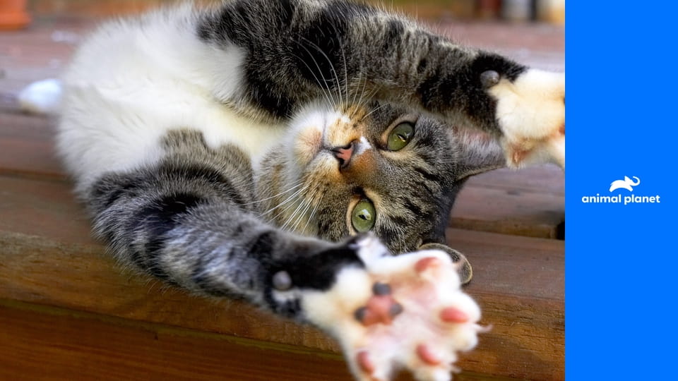 Введение в котоводство S3E4 - Бенгальская