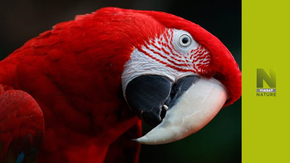 Птахи S1E3 - Мінливий світ