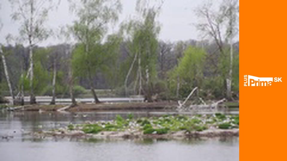 Slow TV - Vtáčia ríša