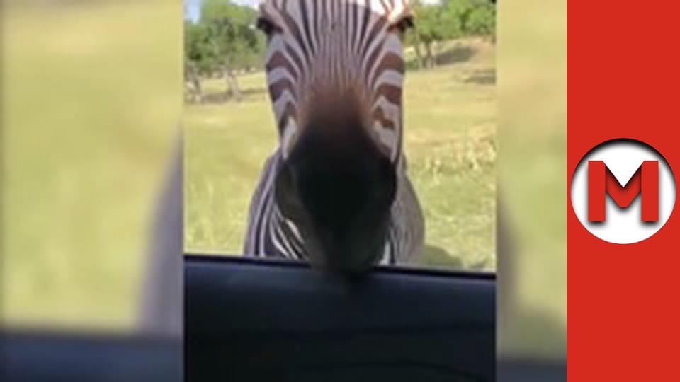 Макс ТВ- сезон 1 - серія 3