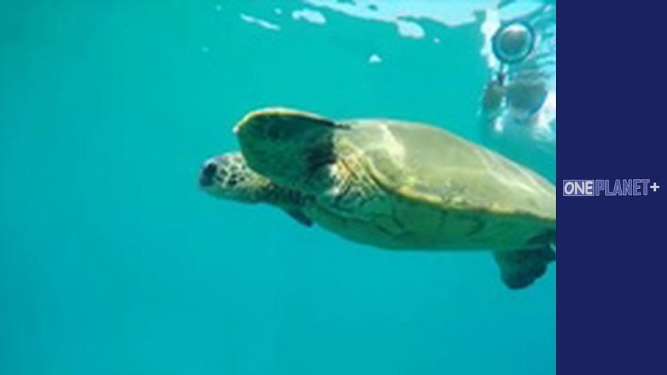 Мегаполіси, Сезон 1, Випуск 3