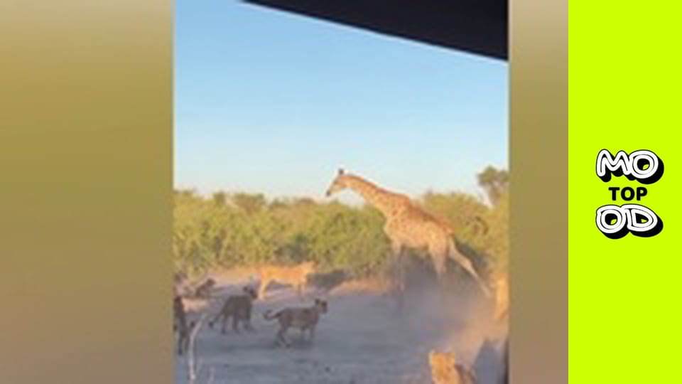 TopMood Сезон 2 Епізод 132