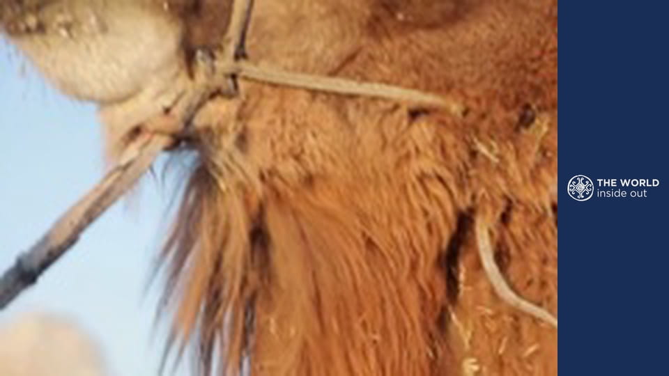 Camel rides and cobra vs. mongoose fights. Pakistan.