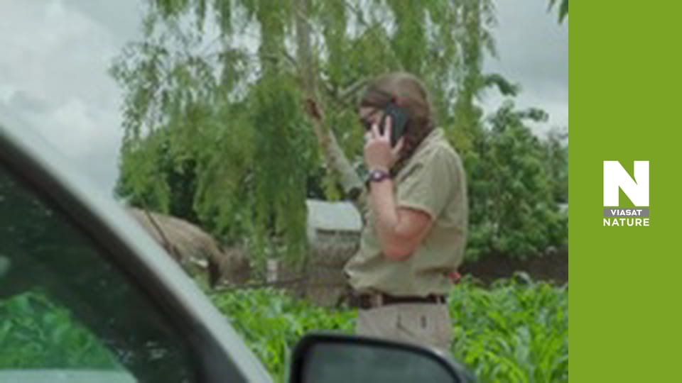 Спасатели животных в Малави - Как поймать ящерицу