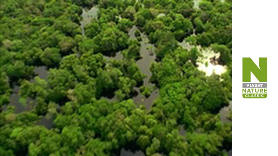 Дика Латинська Америка - Пантанал