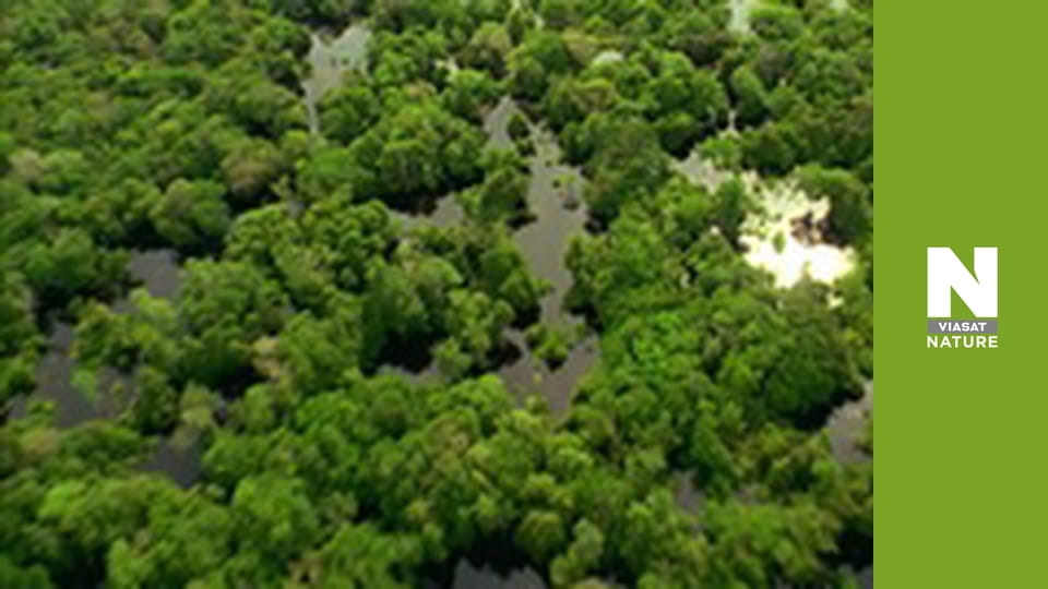 Wildest Latin America - The Pantanal