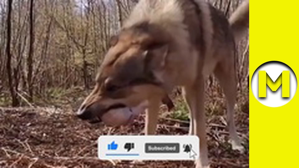 Max TV - сезон 1 - серія 18