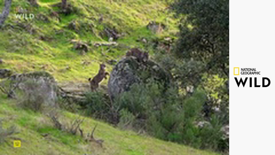 Земля пиренейской рыси S1E2 - Весна