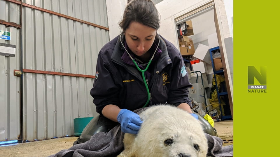 Ветеринар Гайленду S1E3