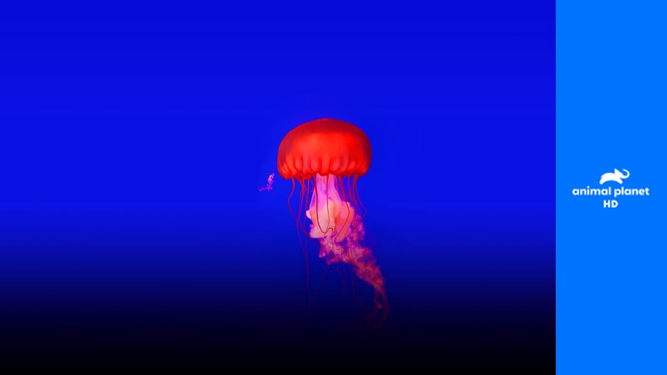 Удивительный мир животных S1E27