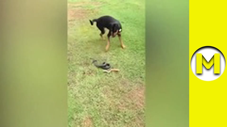 Max TV - сезон 1 - серія 102