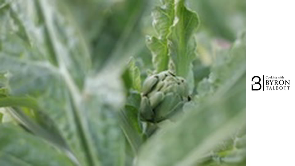 Growing and Cooking Artichokes