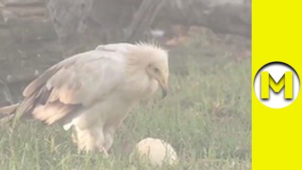 Max TV - сезон 1 - серия 12