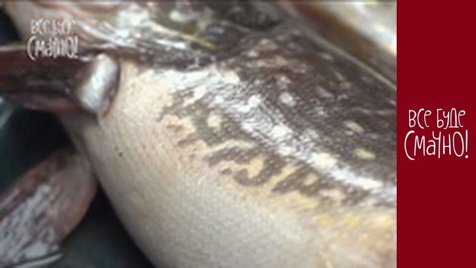 Випуск 287 - Щука, Частина 1