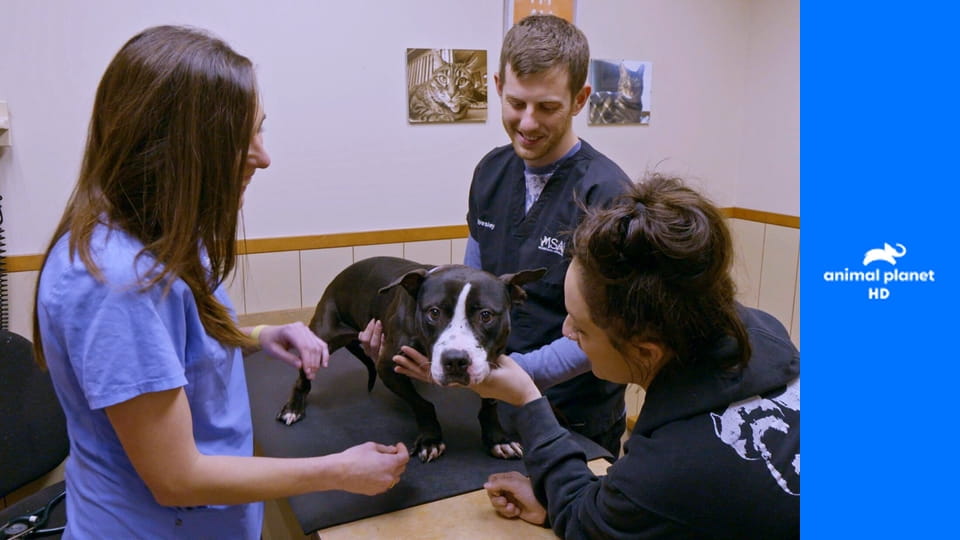 На свободу с питбулем S10E17