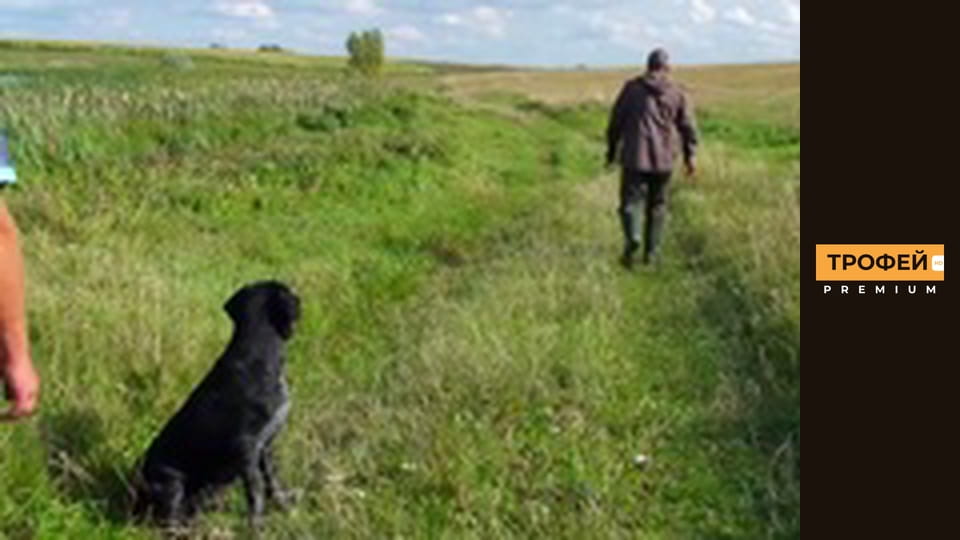 Мисливські собаки. Серiя 34