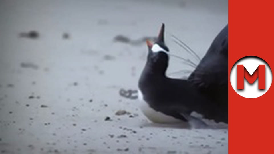 "Макс Шоу" сезон 1 серия 76