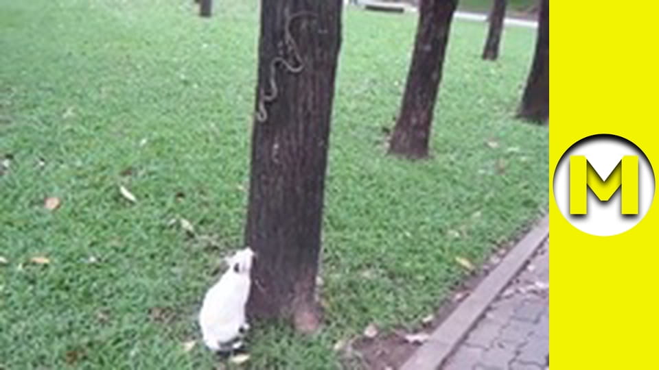 TOP (Max TV) - сезон 3 - серія 30