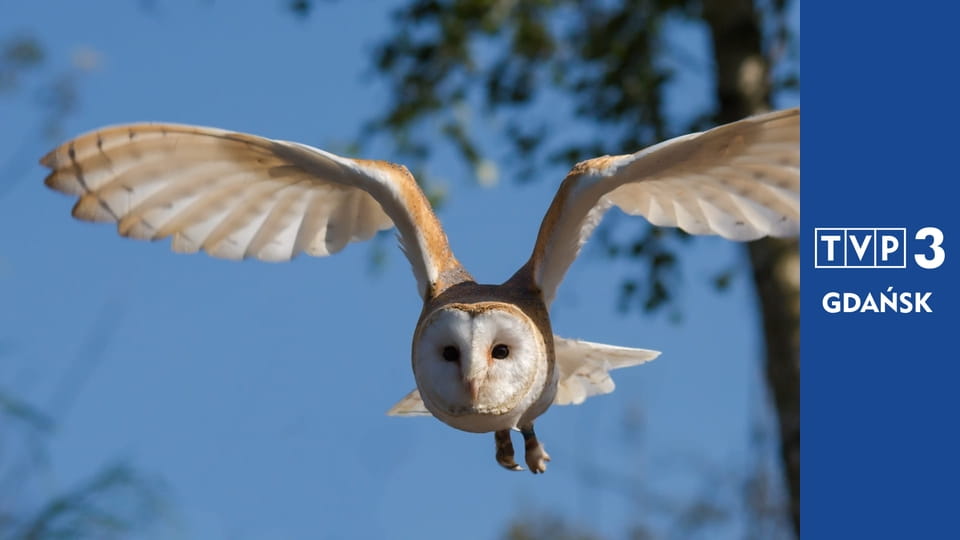 Prywatne życie zwierząt S1E11 - Mówić ludzkim głosem