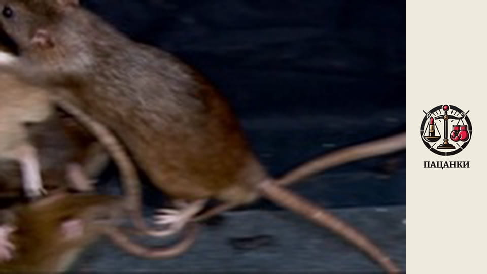 Сезон 1, Випуск 10