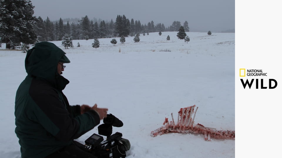 Пума против волка