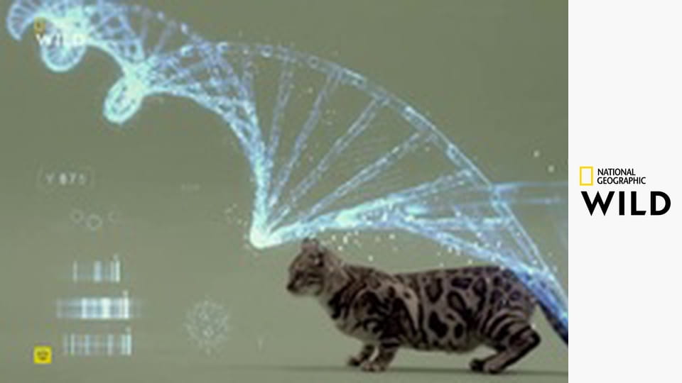 Кошачья душа